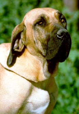 Photo de Fila Brasileiro