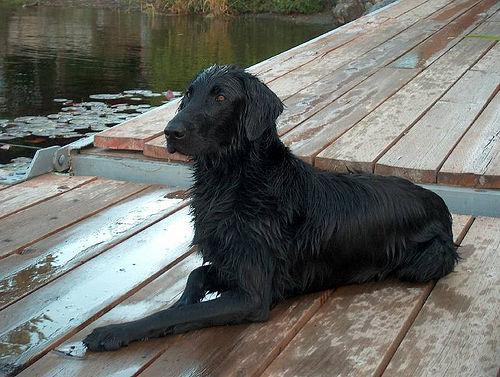 Photo de Retriever à Poil Plat