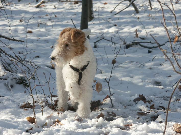 Photo de Fox Terrier à Poil Lisse