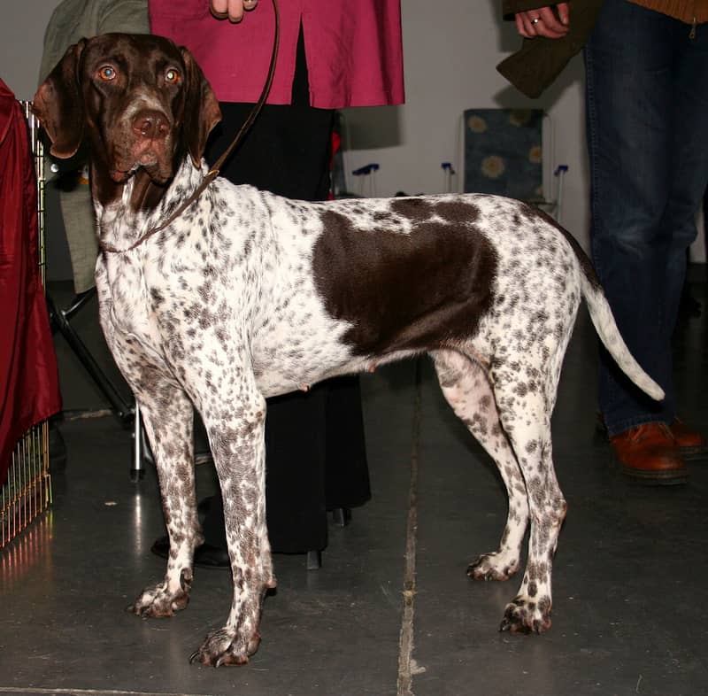 Photo de Chien d'arrêt danois ancestral