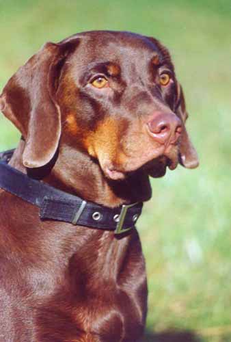 Photo de Chien Courant Polonais