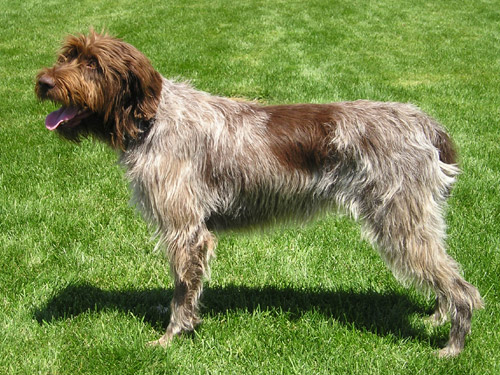 Photo de Griffon à Poil Dur Korthals