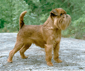 Photo de Griffon Bruxellois