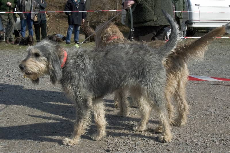 Photo de Griffon Nivernais