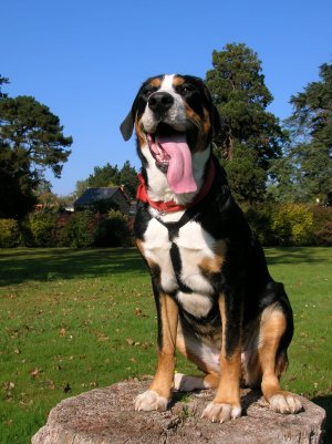 Photo de Grand Bouvier Suisse
