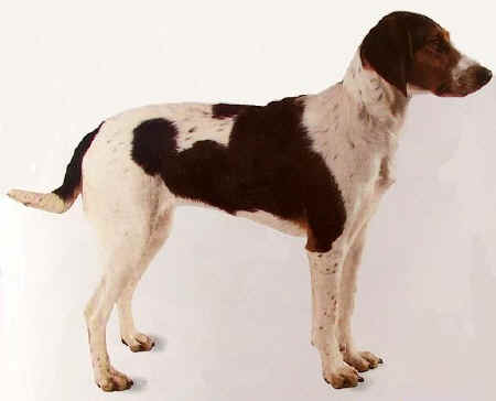 Photo de Chien Courant de Halden