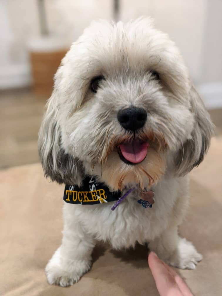 Photo Havanese