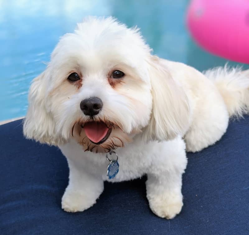 Photo Havanese