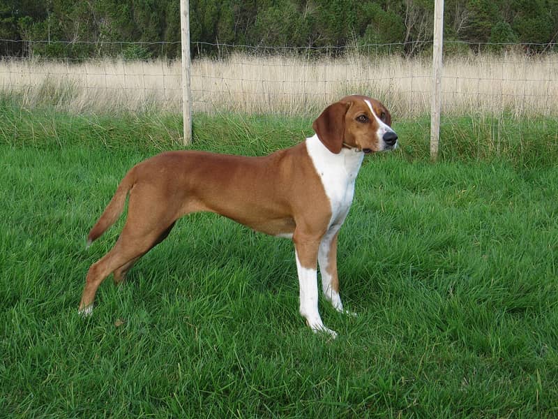 Photo de Chien Courant de Hygen