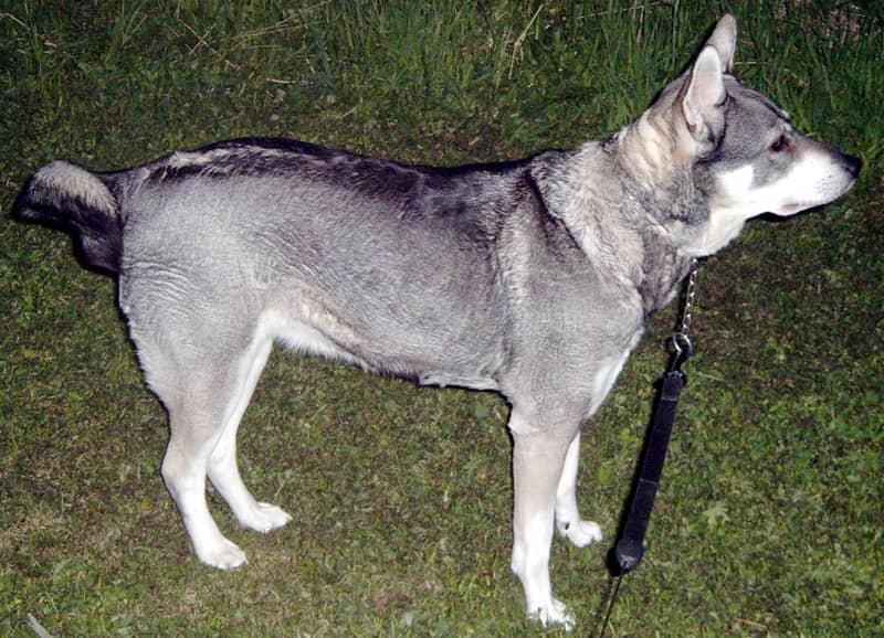 Photo de Chien d'élan suédois