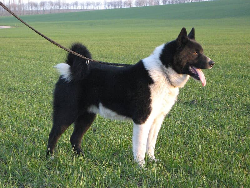 Photo de Chien d'Ours de Carélie