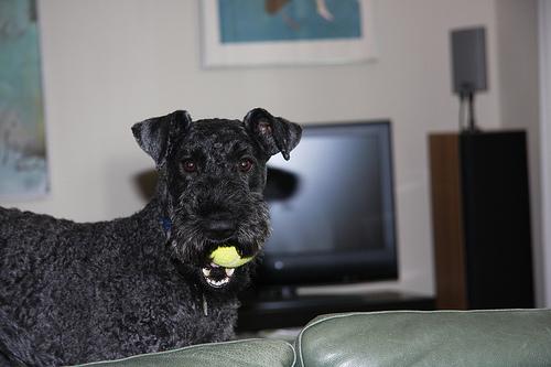 Photo de Terrier Kerry Blue