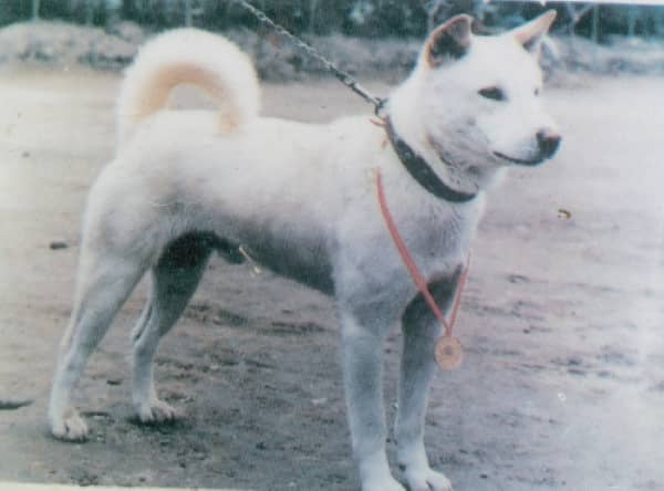 Photo de Jindo Coréen