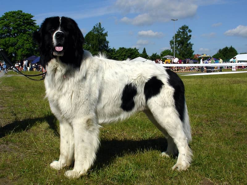 Photo de Landseer (Type Continental-Européen)