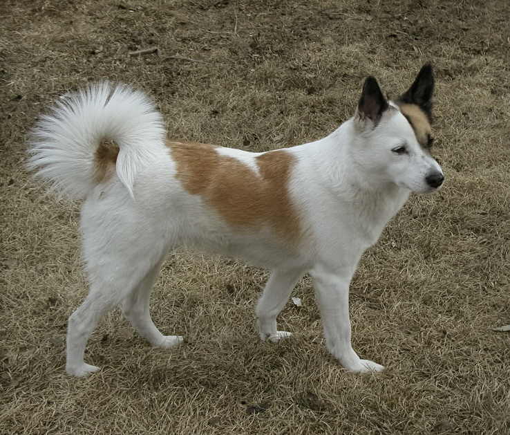 Photo de Spitz de Norrbotten