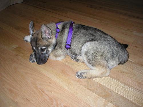 Photo de Chien d'élan norvégien gris