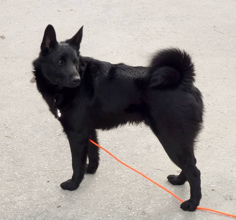 Photo de Chien d'Élan Norvégien Noir