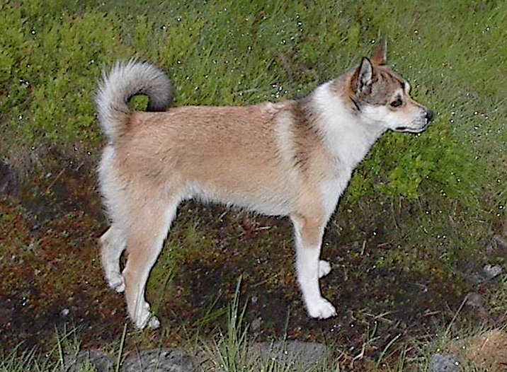 Photo de Chien Norvégien de Macareux