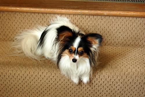 Photo Papillon
