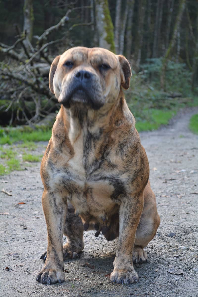 Photo de Dogue de Majorque