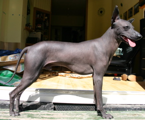 Photo de Chien Nu du Pérou