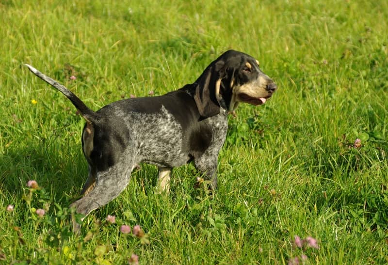 Photo de Petit Bleu de Gascogne