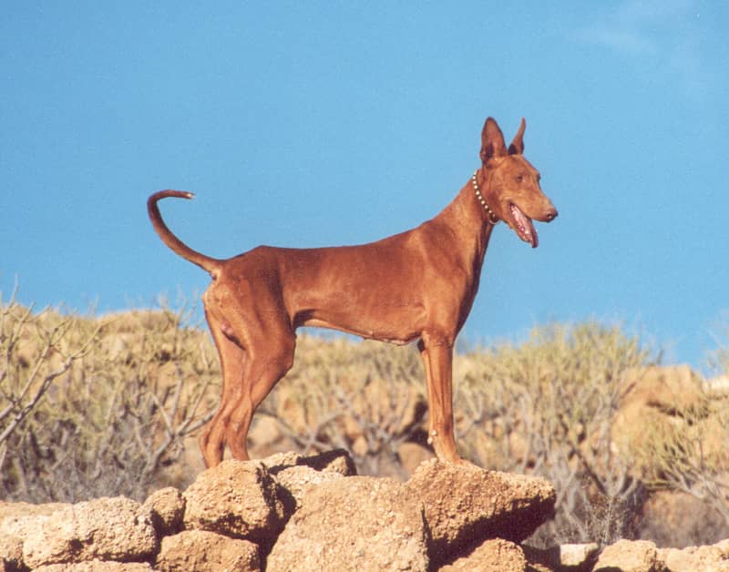 Photo de Podenco Canario