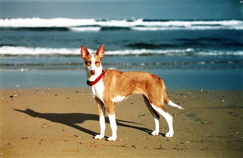 Photo de Podenco Ibicenco