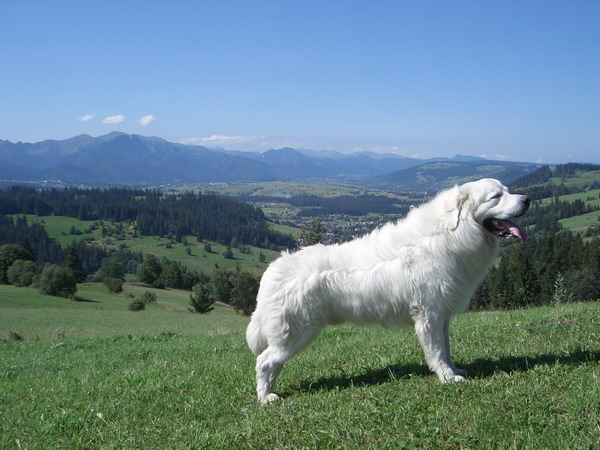 Photo de Chien de Berger Polonais des Tatras