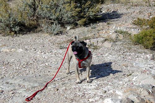 Photo Pug