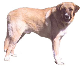 Photo de Rafeiro de l'Alentejo