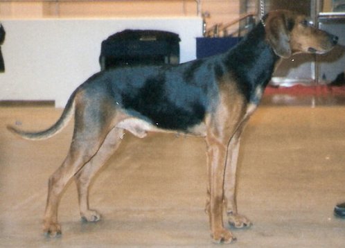 Photo de Chien Courant de Schiller