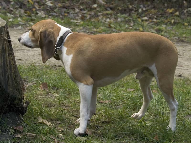 Photo de Petit Chien Courant Suisse