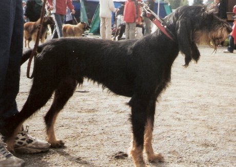 Photo de Chien courant italien à poil dur