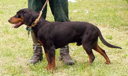 Photo de Chien courant slovaque