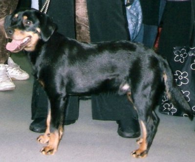 Photo de Chien Courant du Småland