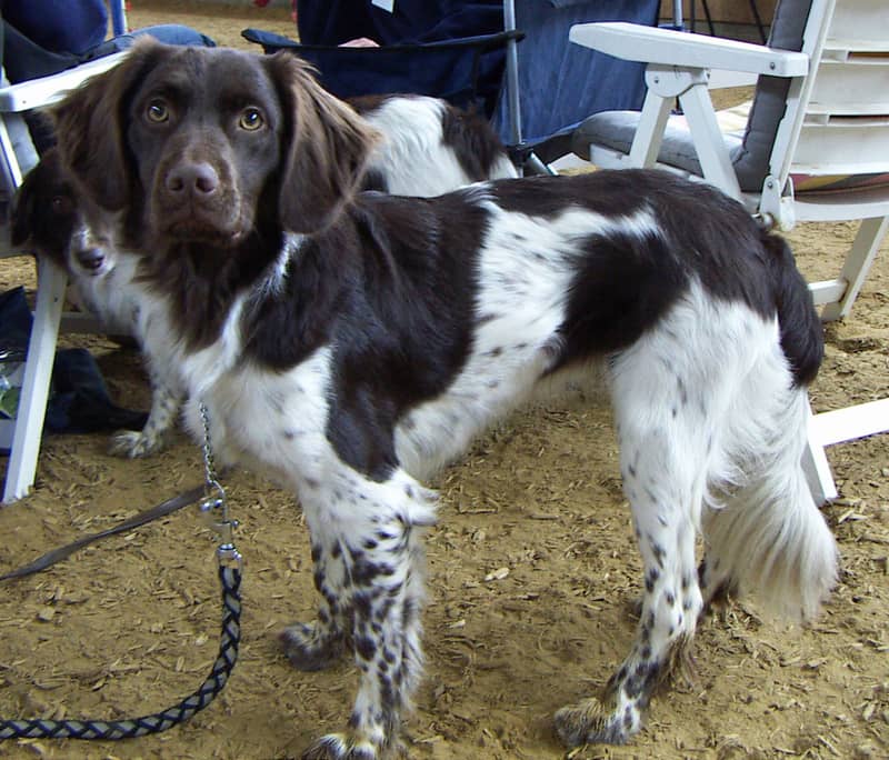 Photo de Chien d'arrêt Frison