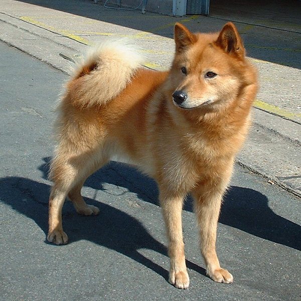 Photo de Spitz Finlandais