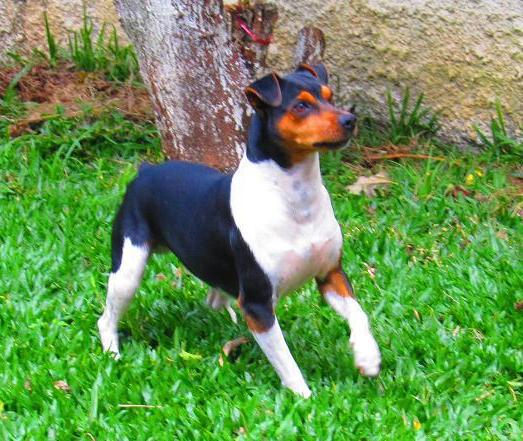 Photo de Terrier Brésilien