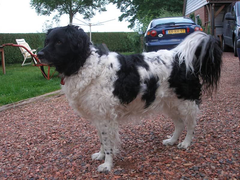 Photo de Wetterhoun (Chien d'eau frison)