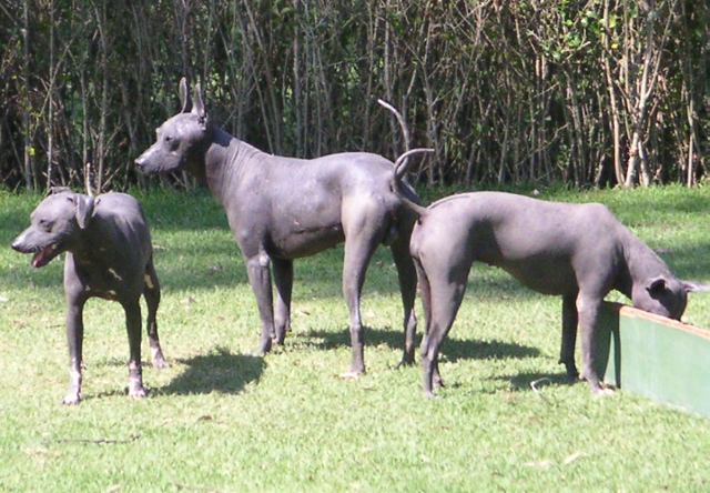 Photo de Xoloitzcuintle